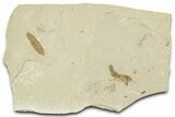 Fossil Mimosite Leaf with Rove Beetle - Green River Formation #360219-1